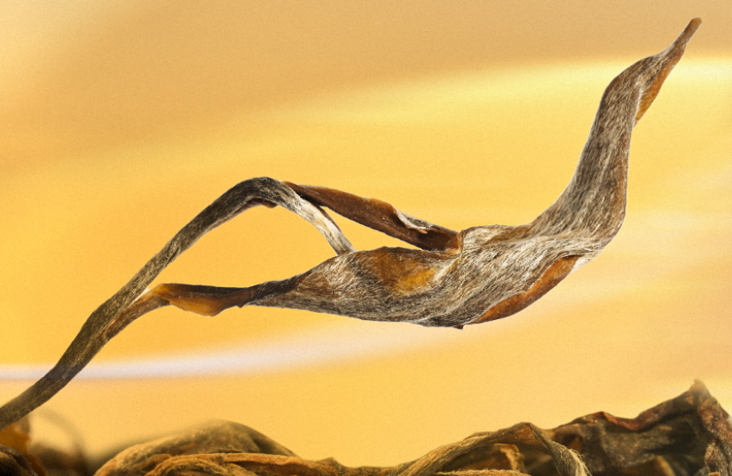 不看包装，如何通过品饮分辨生普的品质？